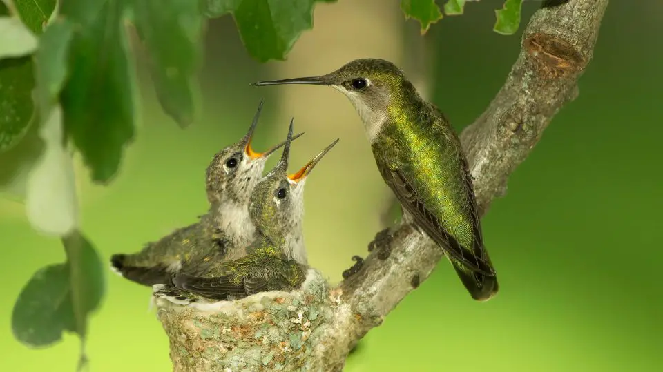 hummingbird babys