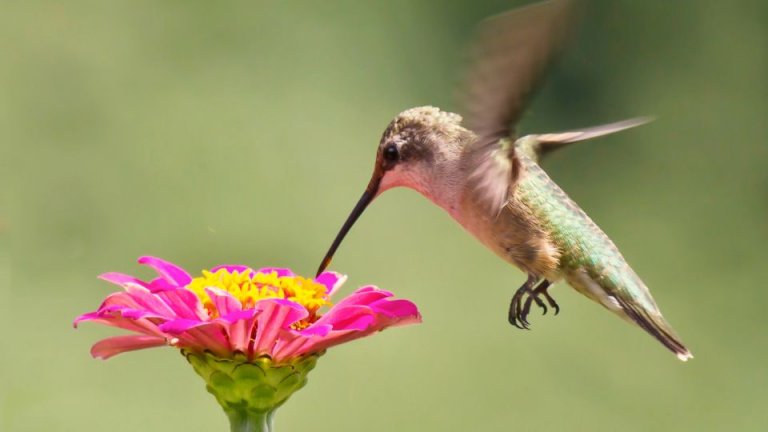 Hummingbird Garden Plans: Everything You Need To Get Started