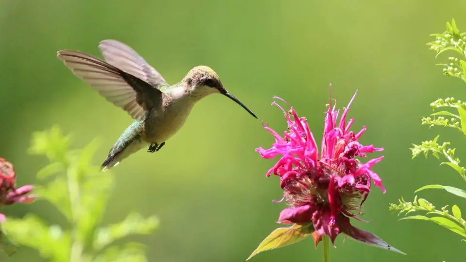 hummingbird garden plans59