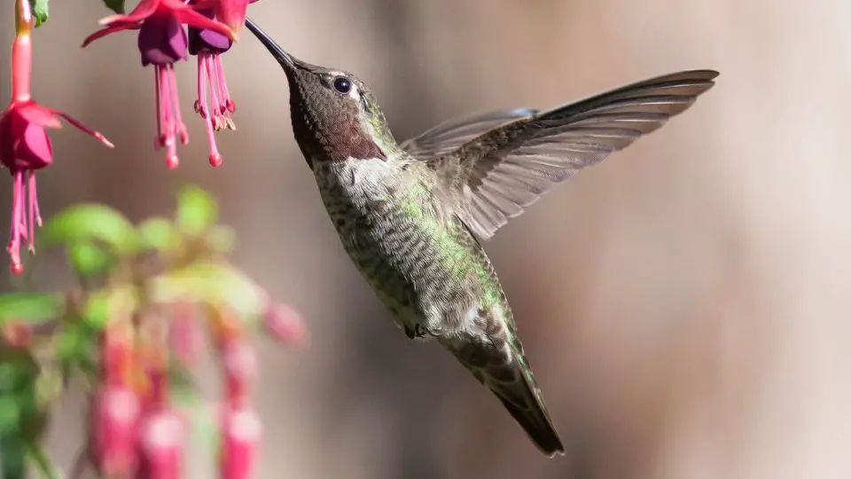 hummingbird garden plans62