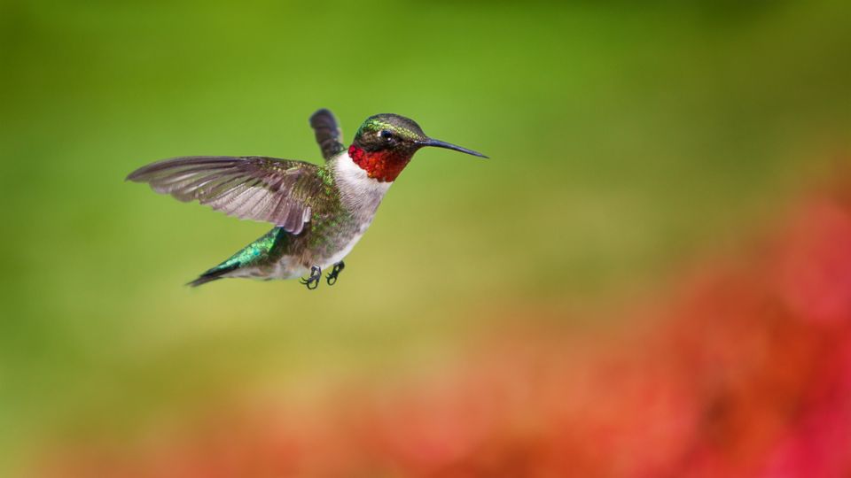 Ruby-throated hummingbird taking flight.