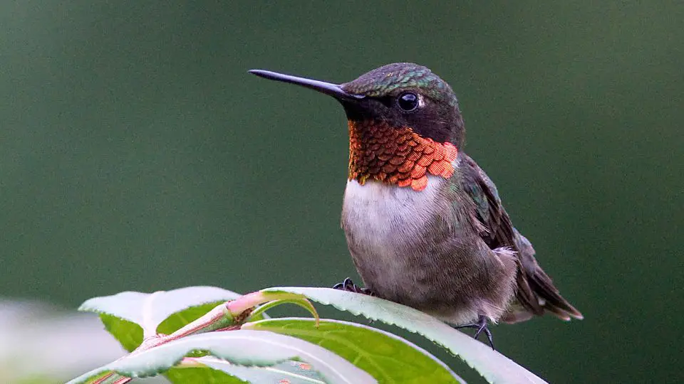 Male Ruby-throated Hummingbird - Usually found in Eastern North America (Photo by Leon Gin from Getty Images)