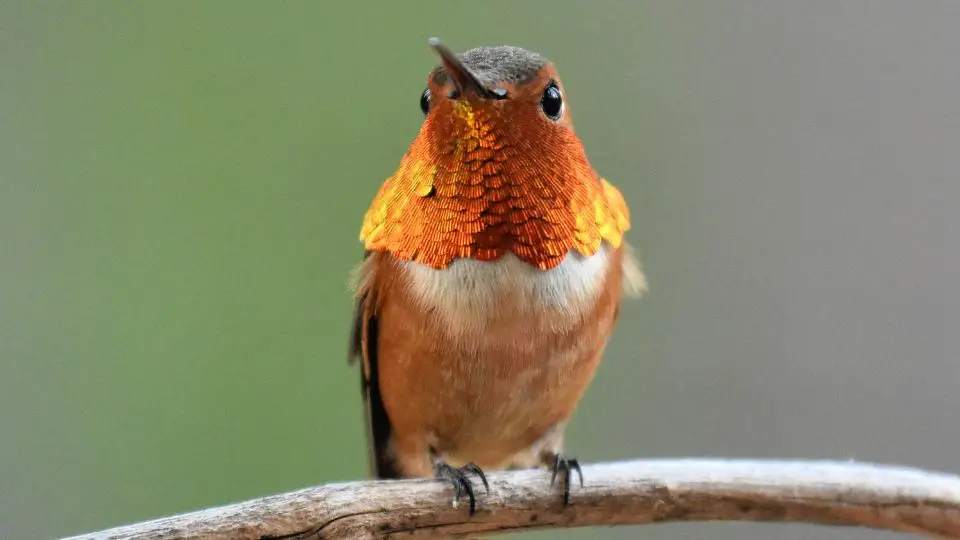 Hummingbird Migration Map - Male Rufous Hummingbird spotted in Glacier Park, Montana (Photo by mlharing from Getty Images)