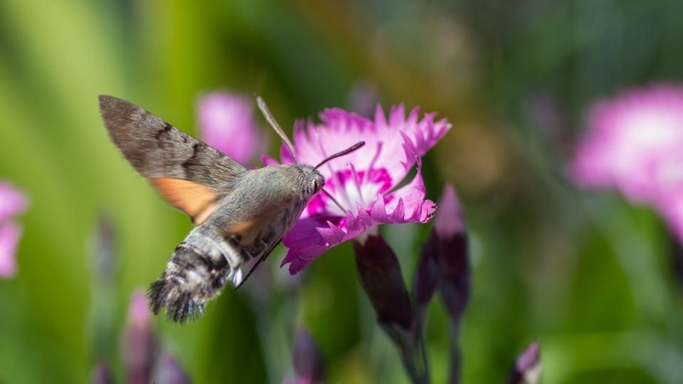 hummingbird moth getting nectar