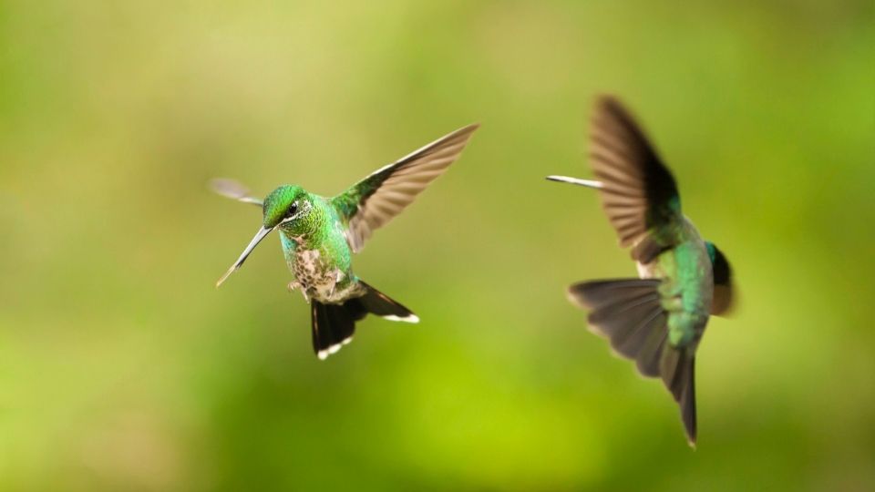 hummingbird fighting for territory