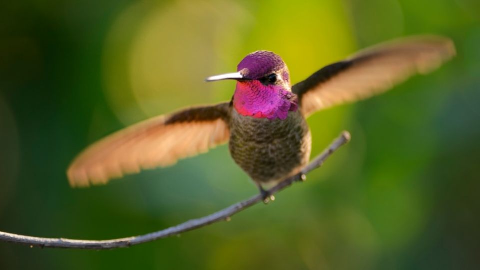 hummingbirds in arizona