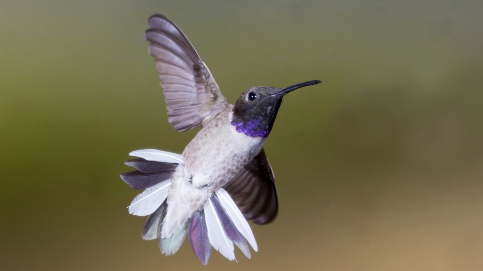 hummingbird in arizona, the black-chinned hummingbird