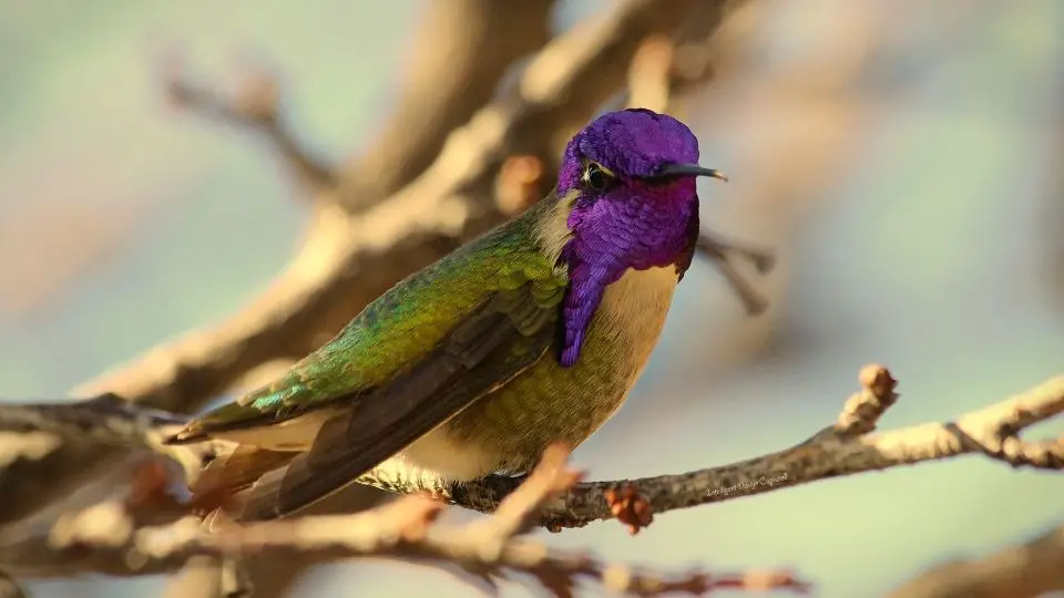 hummingbirds in arizona 82