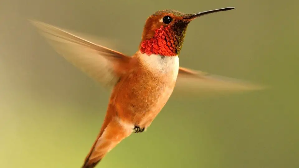 Rofous Hummingbird hovering next to a feeder in Essex, Montana