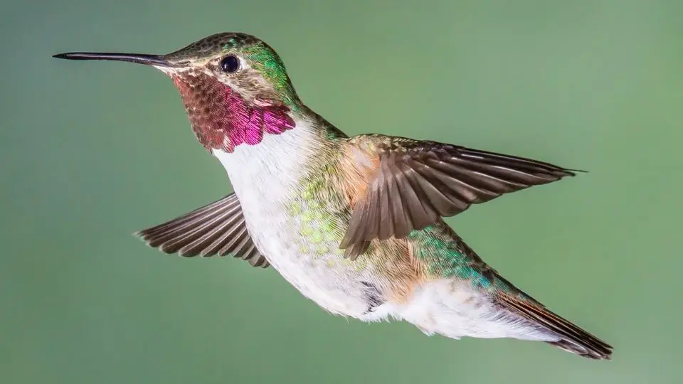 Broad-tailed Hummingbird