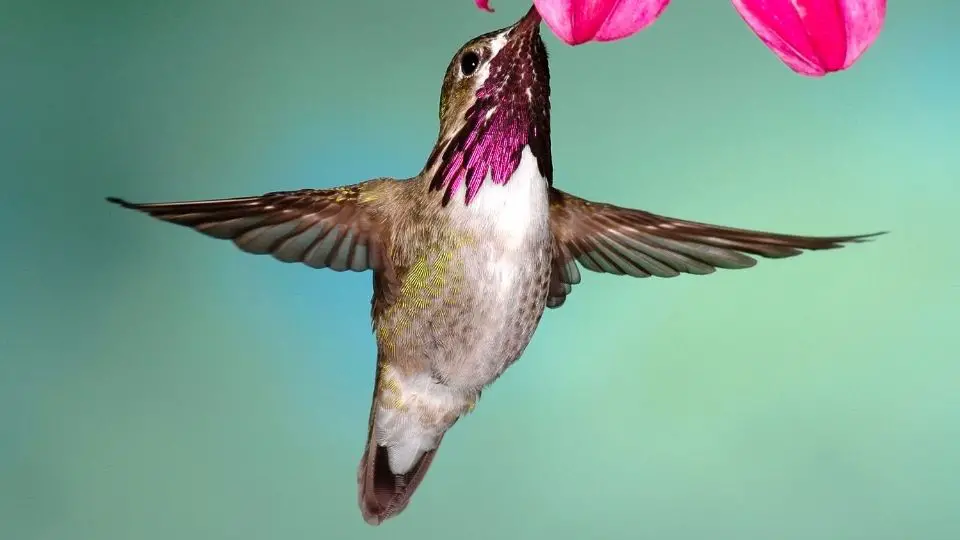 Beuatiful male calliope hummingbird photographed in british columbia, canada.