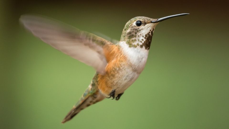 hummingbirds in arizona 86