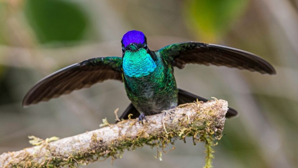 hummingbirds in arizona 87