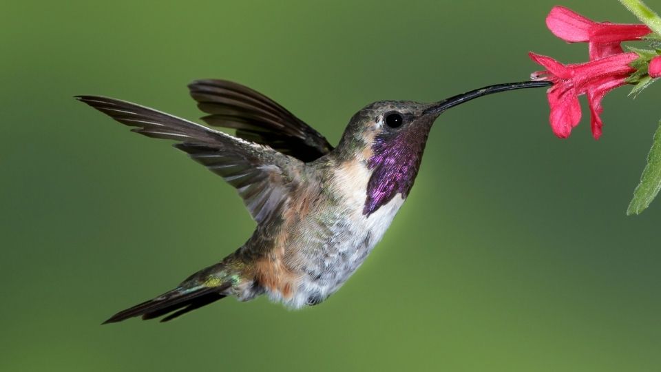 hummingbirds in arizona 88