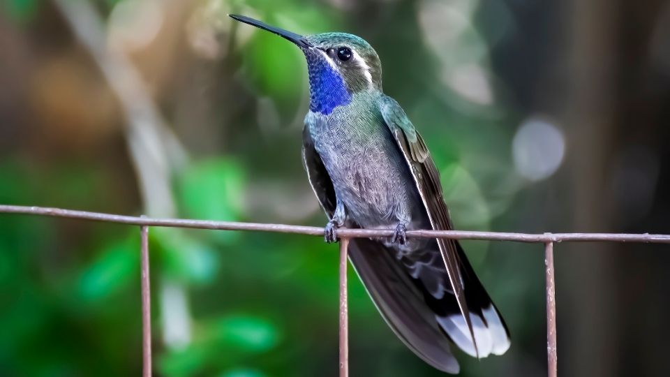 hummingbirds in arizona 89
