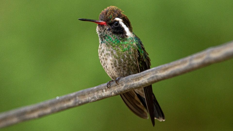 hummingbirds in arizona 90