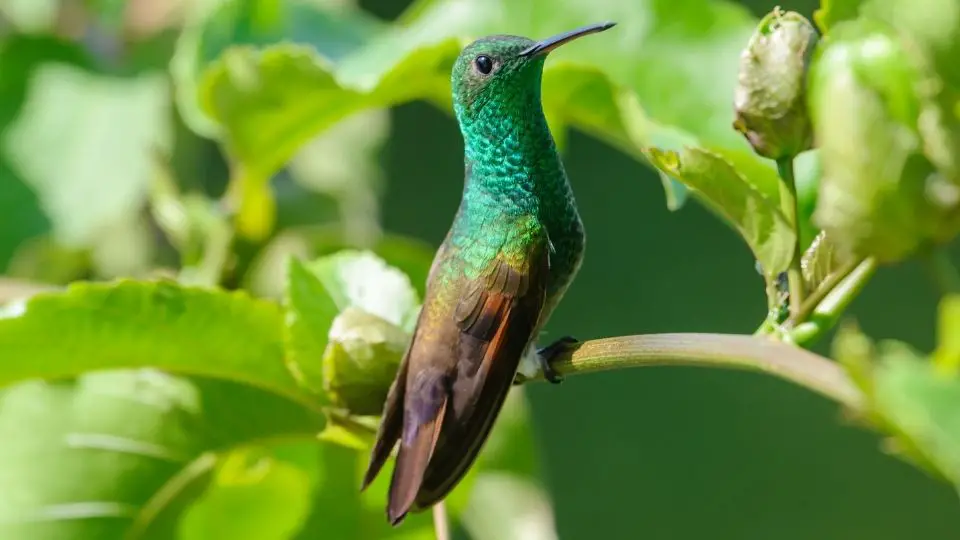 hummingbirds in arizona 91