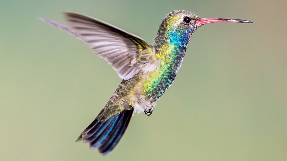 hummingbirds in arizona 92