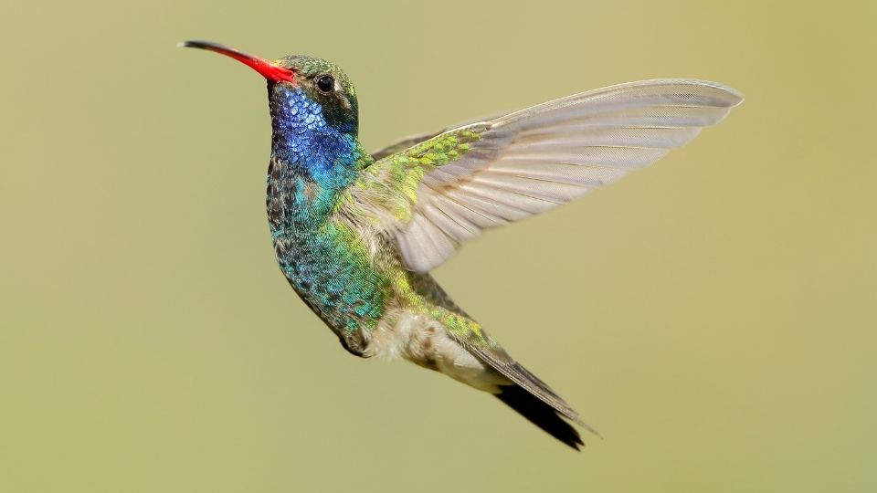 hummingbirds in arizona 93