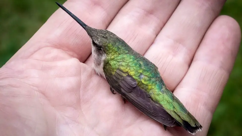 hummingbirds torpor or sleeping hummingbird in the hand of a person