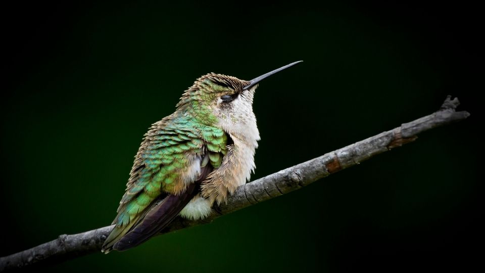 sleeping hummingbird torpor