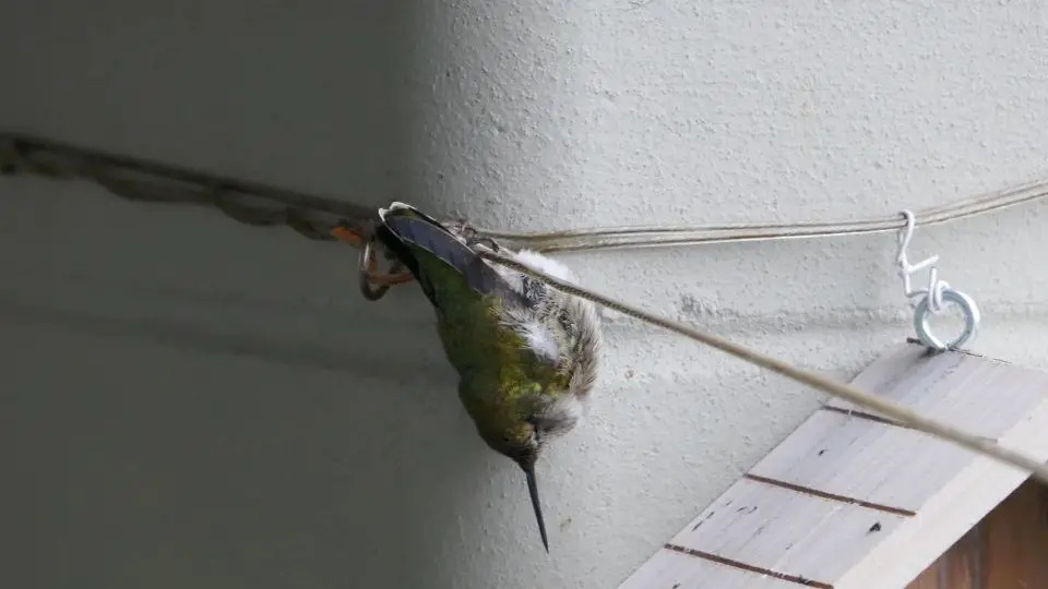 hummingbird in torpor