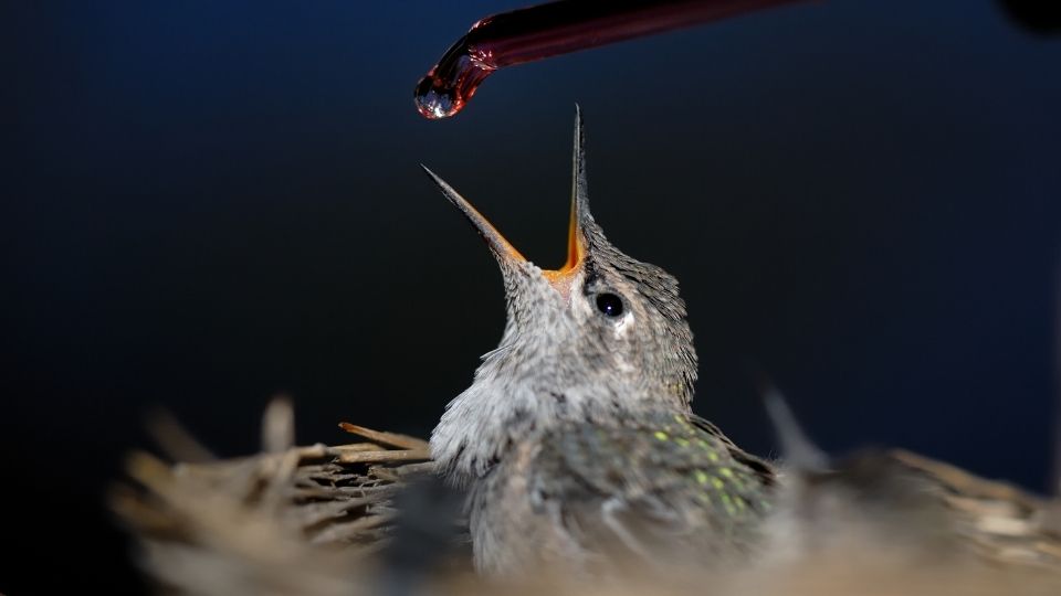 Baby hummingbird being feed by a dropper