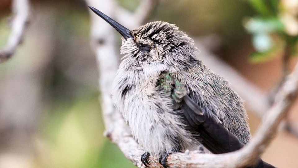 do hummingbirds sleep