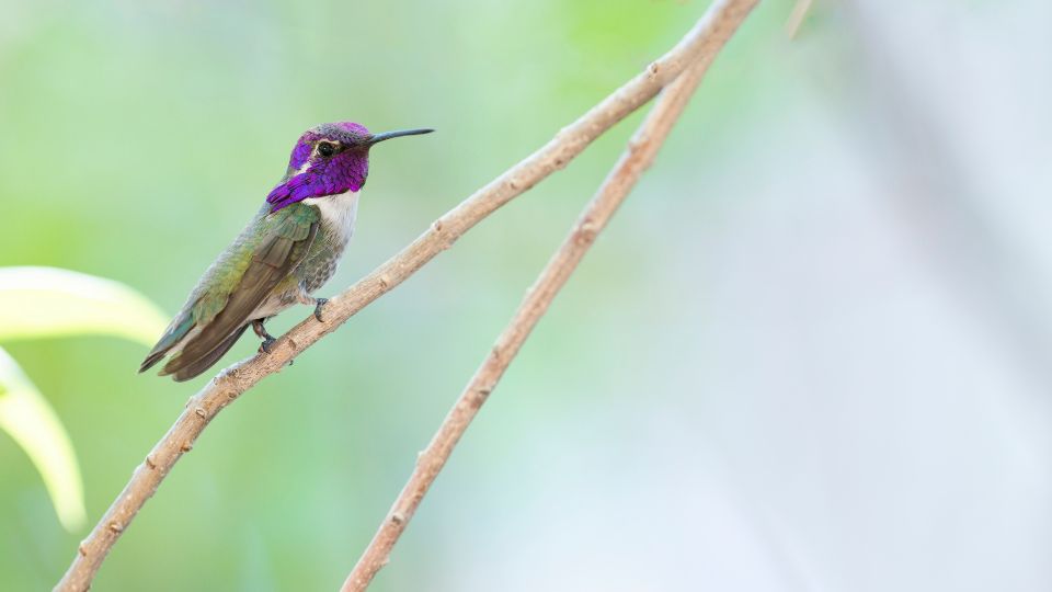 gorgeous purple gorget hummingbird in spotted in california
