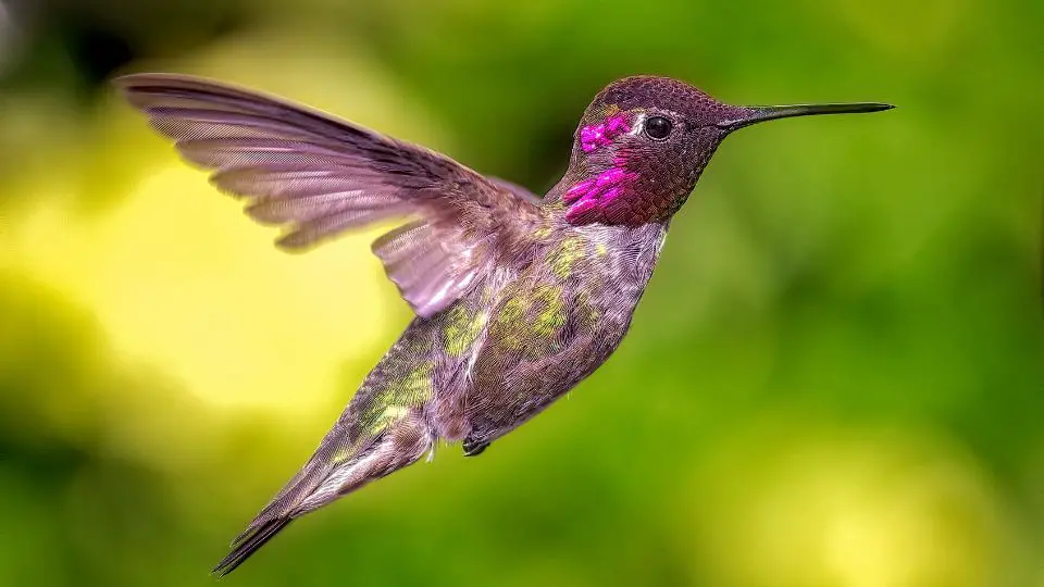 migration of hummingbirds