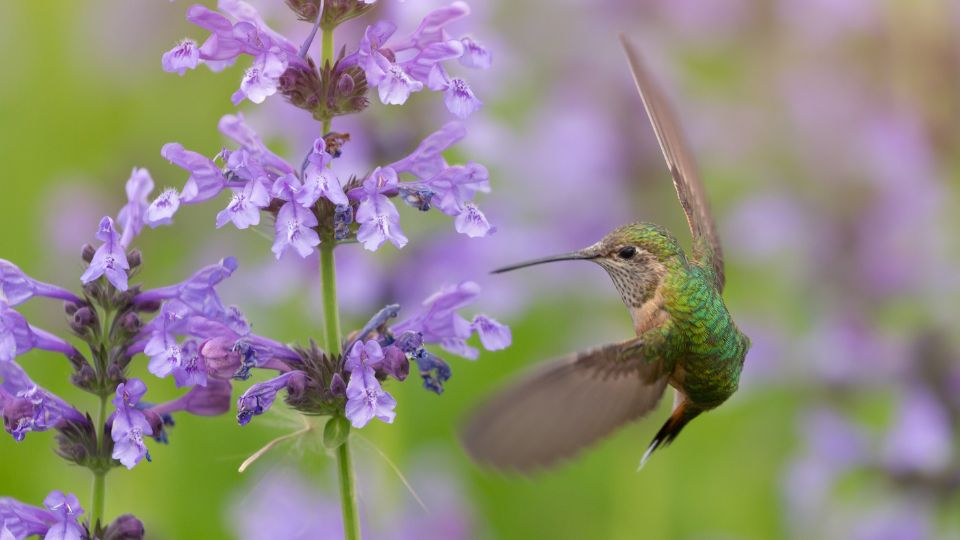 Hummingbird pollinating sage field in the wild.