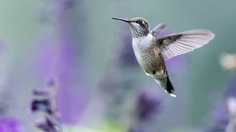 beautiful hummingbird juvenile