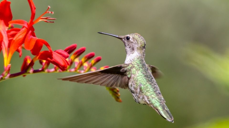 salvias for hummingbirds 105