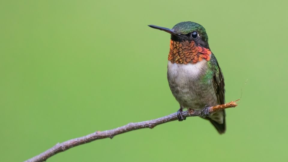 species of hummingbirds