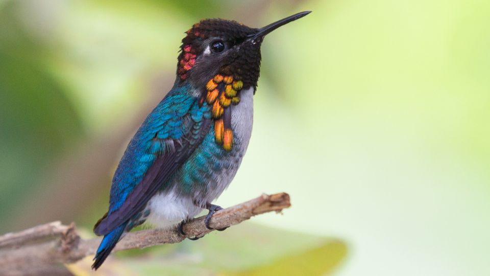 the bee hummingbird 36