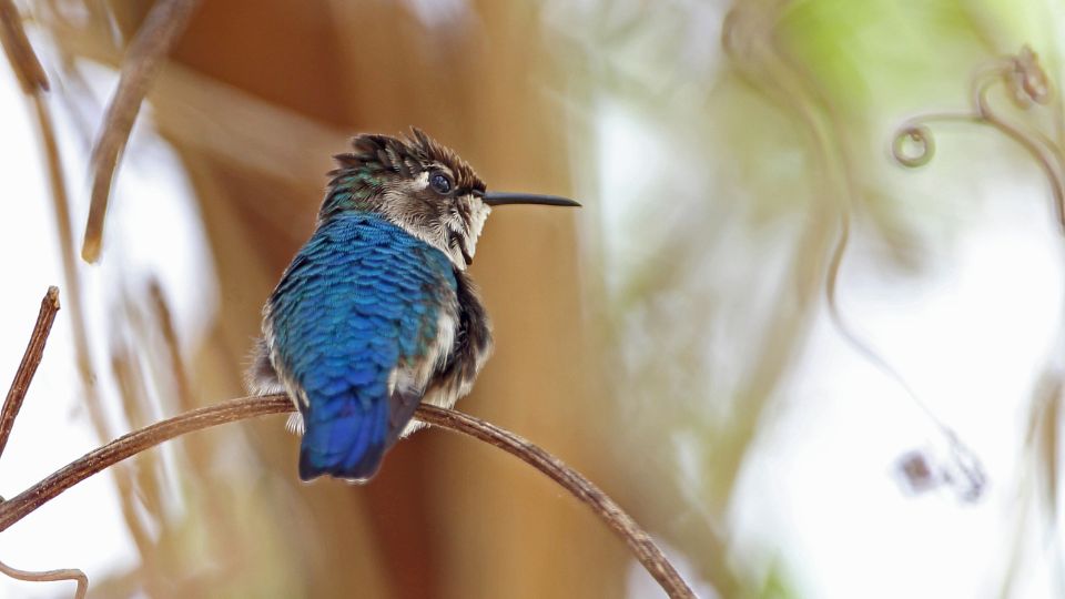 the bee hummingbird 38