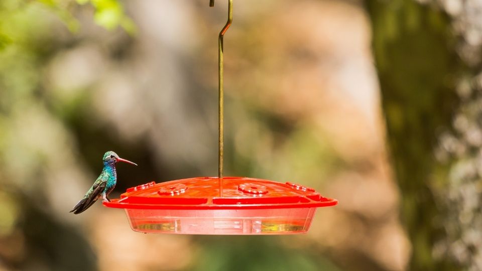 what do hummingbirds eat 2