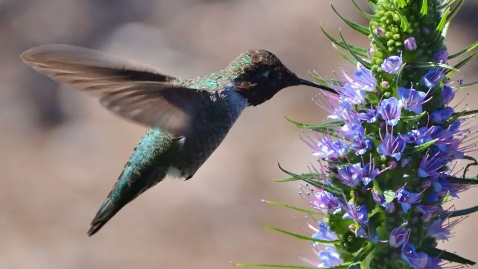 what do hummingbirds eat 3