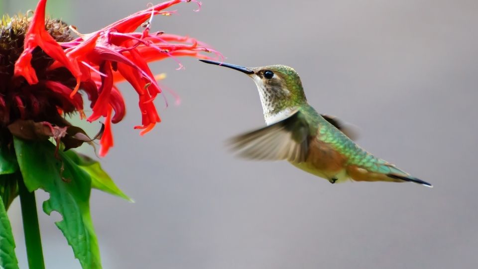 what do hummingbirds eat 5