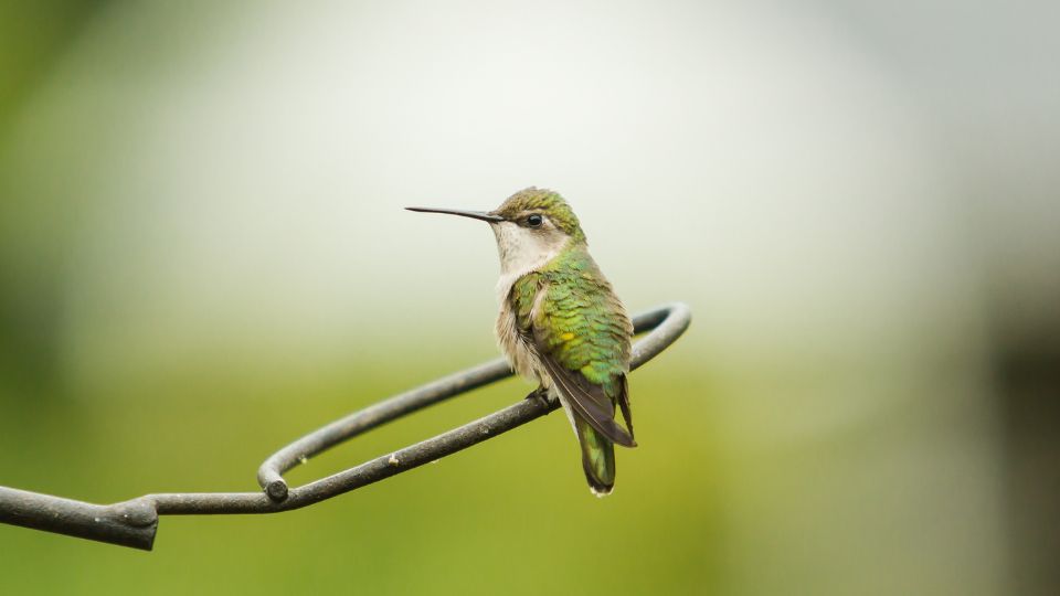 Female Ruby-throated hummingbird without the amber golden gorget.