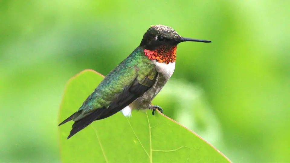 when do hummingbirds arrive in georgia
