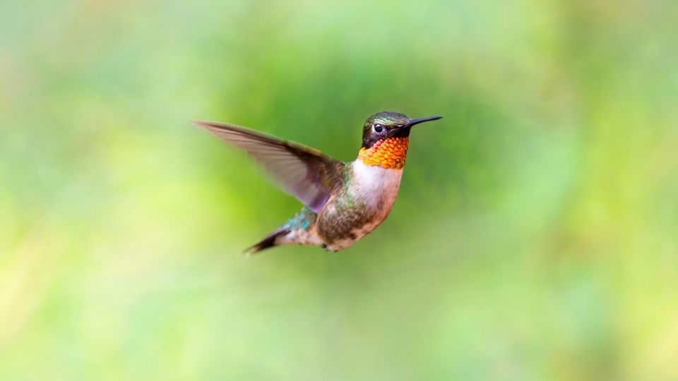 beautiful ruby-throated hummingbird