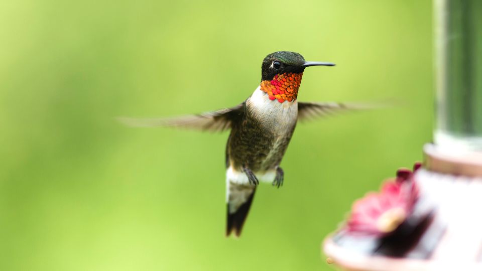 when do hummingbirds arrive in georgia86