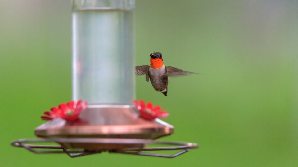 hummingbirds in montana