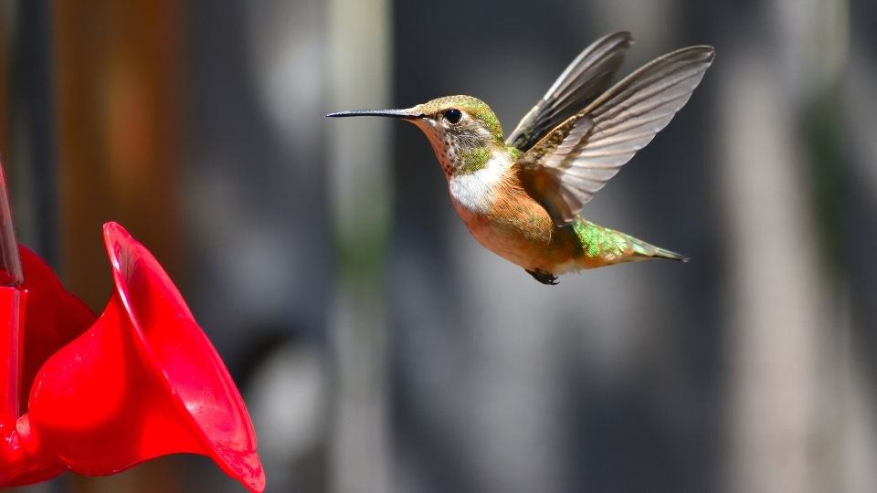 when-to-put-out-hummingbird-feeders 8