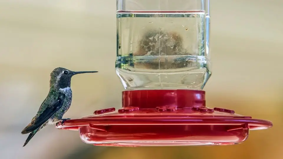 when to take hummingbird feeders down 1
