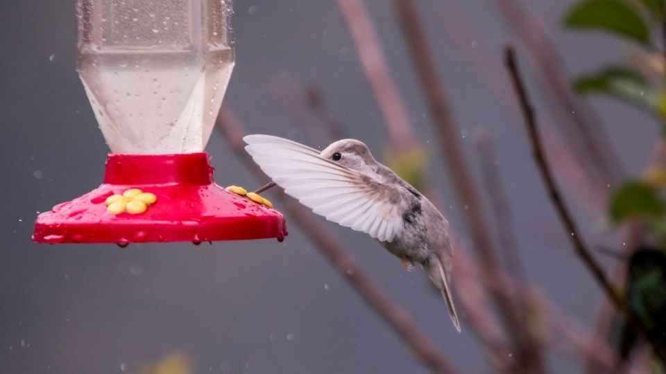 when to take hummingbird feeders down 4