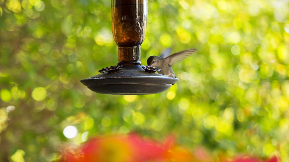 why wont hummingbirds come to my feeder 88