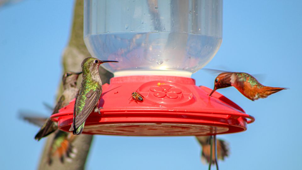why wont hummingbirds come to my feeder 90