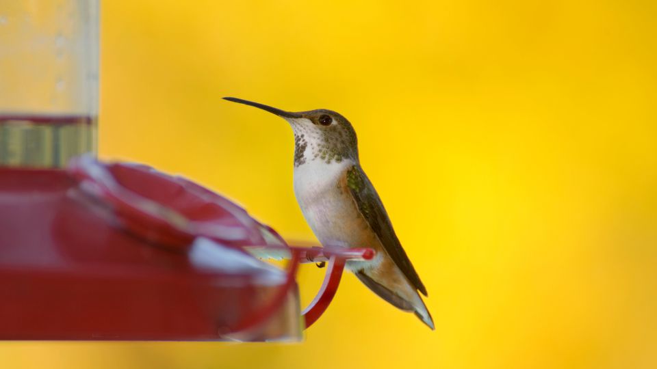 hummingbird comes to feeder but doesn't eat